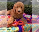 Small Goldendoodle-Poodle (Standard) Mix