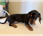 Small Photo #27 Dachshund Puppy For Sale in DOTHAN, AL, USA