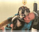 Small #5 Chow Chow-Rottweiler Mix