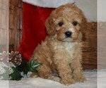 Small Photo #3 Cavapoo-Poodle (Miniature) Mix Puppy For Sale in NEWPORT, PA, USA