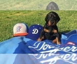 Small Photo #2 Doberman Pinscher Puppy For Sale in MIDWEST CITY, OK, USA