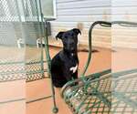 Small Photo #5 Mutt Puppy For Sale in Greenville, SC, USA