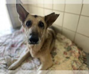 German Shepherd Dog Dogs for adoption in Corpus Christi, TX, USA