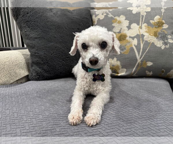 Medium Photo #5 Maltipoo (Toy) Puppy For Sale in Santa Clara, CA, USA