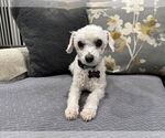 Small #4 Maltipoo (Toy)