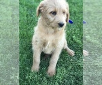 Small Photo #1 Labradoodle Puppy For Sale in BOWLING GREEN, KY, USA