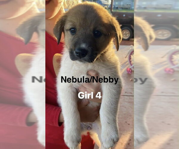 Medium Photo #3 Great Pyrenees-Unknown Mix Puppy For Sale in Tabernash, CO, USA
