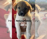 Small #2 Great Pyrenees Mix