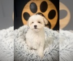 Small #5 Maltipoo (Toy)