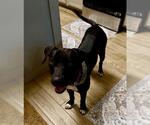 GUS - Male American Staffordshire Terrier-Unknown Mix Dog for Adoption - Small photo