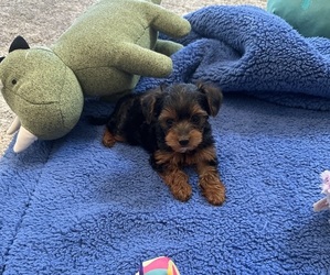 Poodle (Toy)-Yorkshire Terrier Mix Puppy for Sale in SACRAMENTO, California USA