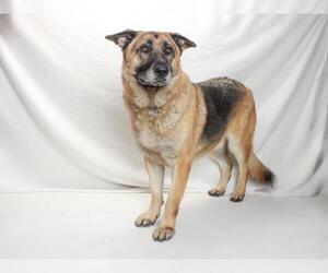German Shepherd Dog Dogs for adoption in Burbank, CA, USA