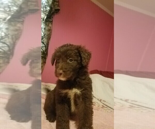 Medium Photo #1 Aussiedoodle Puppy For Sale in SPENCER, TN, USA