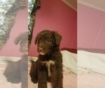 Small Photo #1 Aussiedoodle Puppy For Sale in SPENCER, TN, USA