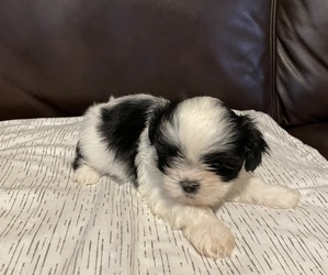 Schnau-Tzu Dog for Adoption in BARSTOW, California USA