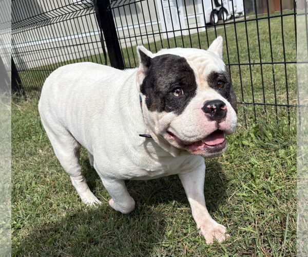 Medium Photo #2 American Bulldog-Unknown Mix Puppy For Sale in Virginia Beach, VA, USA