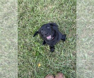 Labrador Retriever Puppy for Sale in EDINBURG, Virginia USA