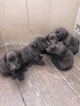 Small Photo #1 Labrador Retriever Puppy For Sale in BRENTWOOD, NC, USA