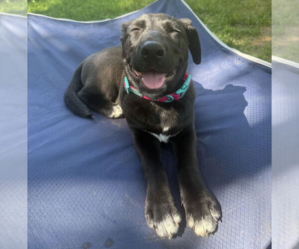 Medium Photo #31 Labrador Retriever-Unknown Mix Puppy For Sale in OKLAHOMA CITY, OK, USA