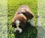Small Photo #56 Saint Bernard Puppy For Sale in TURLOCK, CA, USA