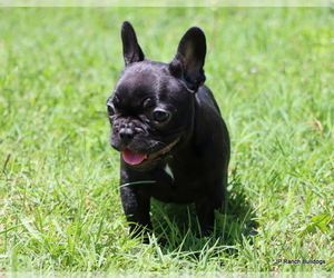 French Bulldog Puppy for Sale in WINNSBORO, Texas USA