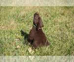 Small Photo #6 Labrador Retriever Puppy For Sale in GIBSONVILLE, NC, USA