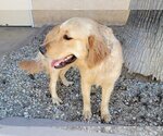 Small Photo #3 Golden Retriever Puppy For Sale in Glendale , AZ, USA