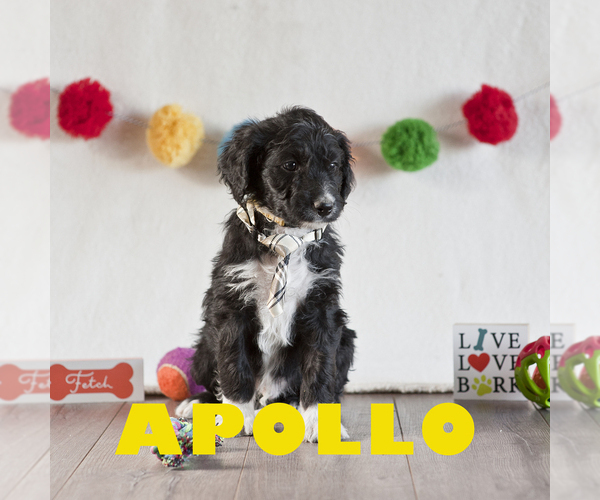 Medium Photo #2 Aussiedoodle Puppy For Sale in MONTROSE, CO, USA