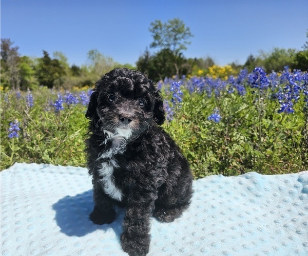 Medium Photo #2 Aussiedoodle Miniature  Puppy For Sale in COLLEGE STA, TX, USA