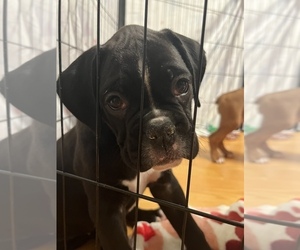 Boxer Puppy for Sale in DAYTON, Ohio USA