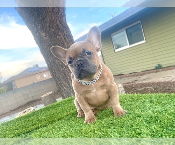 Medium Photo #13 French Bulldog Puppy For Sale in TUCSON, AZ, USA