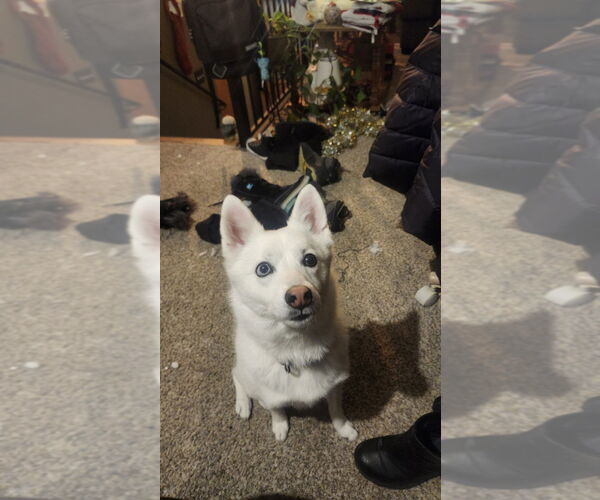 Medium Photo #4 Canadian Eskimo Dog-Unknown Mix Puppy For Sale in Fort Collins, CO, USA