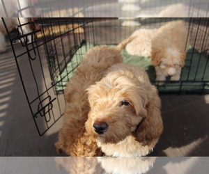 Medium Goldendoodle