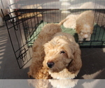 Puppy Stone Goldendoodle