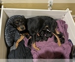 Small Photo #10 Rottweiler Puppy For Sale in SUN CITY, AZ, USA