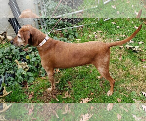 Medium Photo #5 Redbone Coonhound-Unknown Mix Puppy For Sale in Westminster, MD, USA
