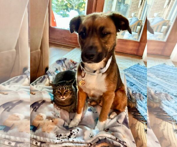 Medium Photo #3 Mutt Puppy For Sale in Germantown, OH, USA