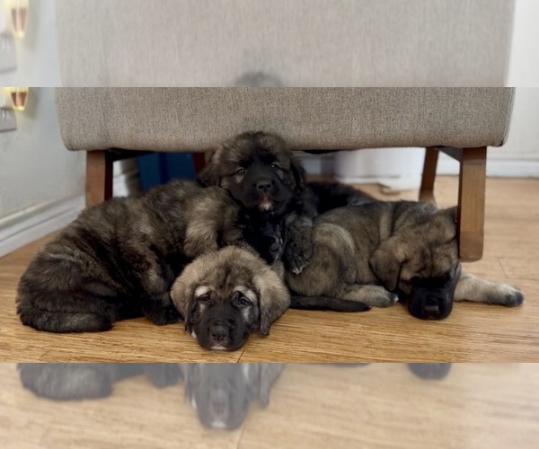 Medium Photo #1 Mastiff-Pyrenean Mastiff Mix Puppy For Sale in RHOME, TX, USA