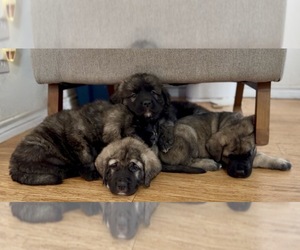 Mastiff-Pyrenean Mastiff Mix Litter for sale in RHOME, TX, USA