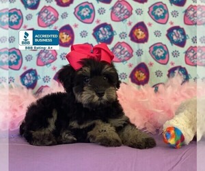 Schnauzer (Miniature) Puppy for sale in WINNSBORO, LA, USA