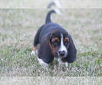 Small Photo #44 Basset Hound Puppy For Sale in MEMPHIS, MO, USA