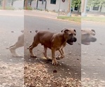 Puppy Puppy 1 Cane Corso