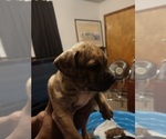 Small Photo #4 American Bully Puppy For Sale in MICHIGAN CITY, IN, USA