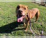 Small American Pit Bull Terrier Mix