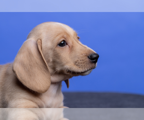 Medium Photo #13 Dachshund Puppy For Sale in CROWLEY, TX, USA