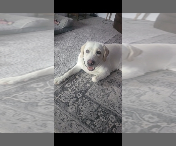 Medium Photo #1 Labrador Retriever Puppy For Sale in VICTORVILLE, CA, USA