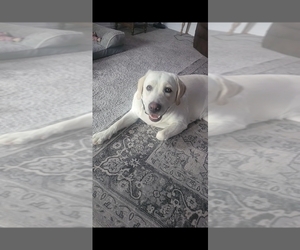 Mother of the Labrador Retriever puppies born on 09/01/2025