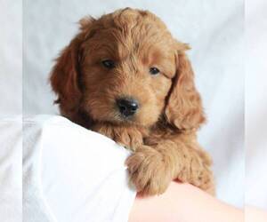 Medium Goldendoodle (Miniature)