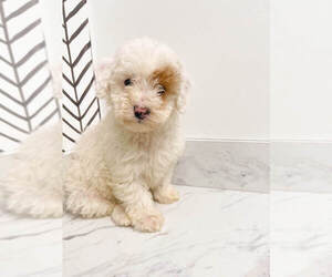 Poochon Puppy for sale in MILLERSBURG, OH, USA