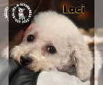 Small #5 Bichon Frise